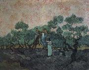 Vincent Van Gogh the olive pickers,saint remy,1889 USA oil painting artist